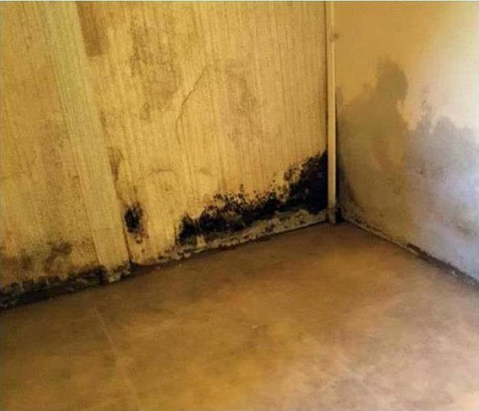 A basement wall with mold growing.