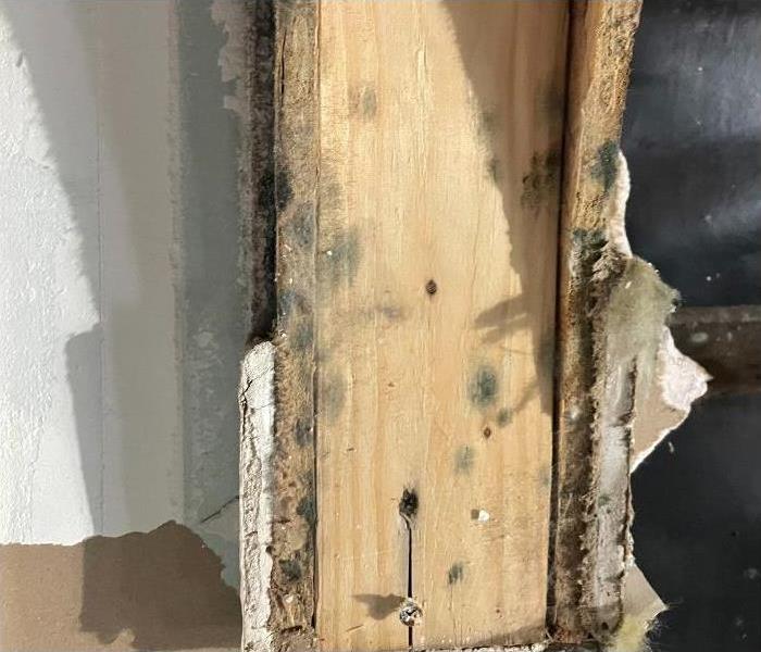 Mold growing on a wooden beam.