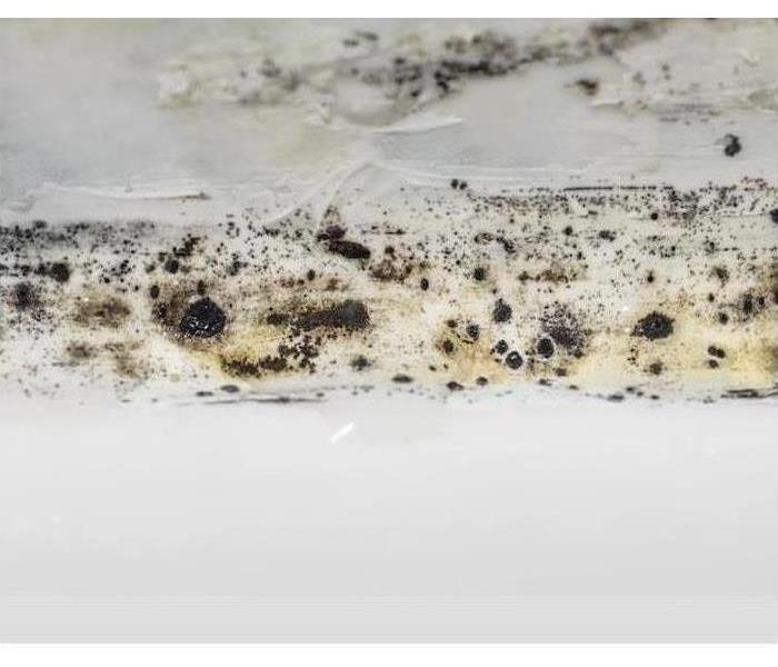 Mold growing on drywall.