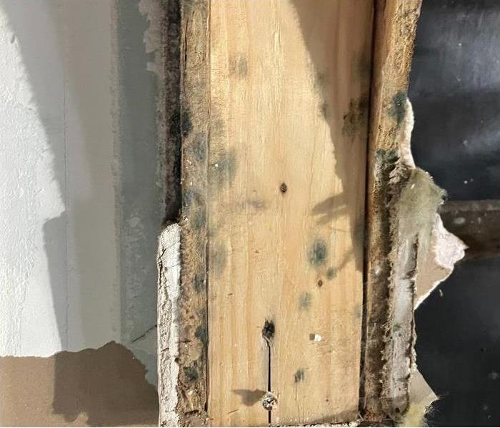 Mold growing on a wooden beam in a Saratoga Springs home.