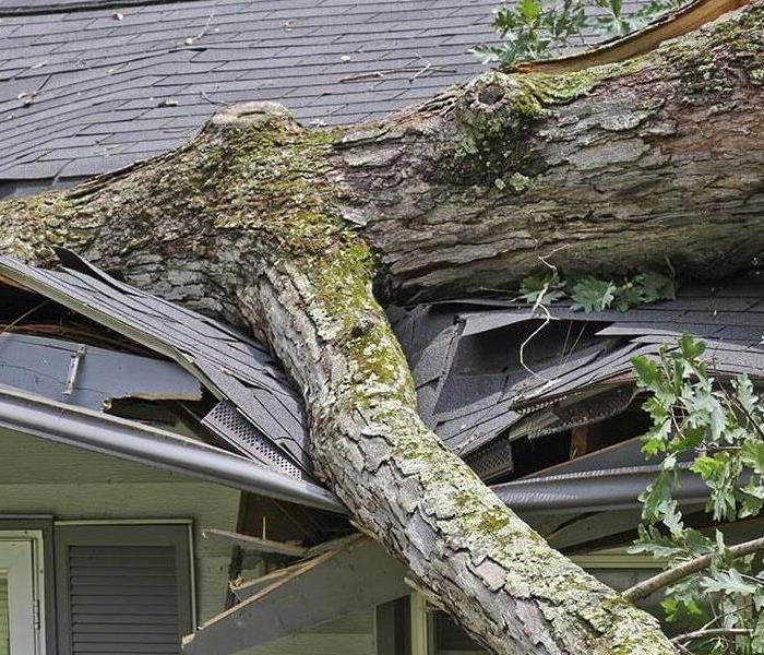 A tree that's fallen on the roof of a house.